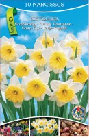 KN Narcis Ice Follies (10 bulbs)